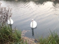 swans