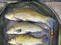 Nice Tench