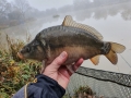 Stocked Mirror Carp