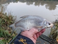 Stocked Skimmer Bream