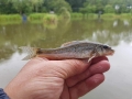 What water would be compete without a Gudgeon