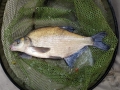 4lb Bream