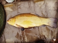 Tench