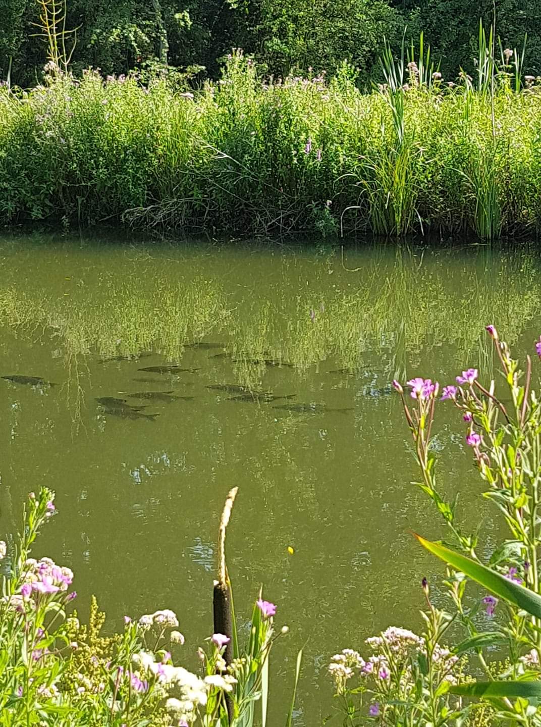 New fish refuge on canal
