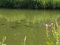 New fish refuge on canal